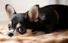 Pet Photography