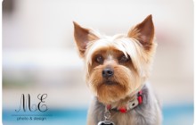 West Chester PA Dog Portrait Photography ME Photo & Design Pet Portrait Photographer
