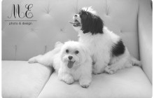 Delaware County PA Pet Portrait Photography ME Photo & Design LLC Media PA Portrait Photographer